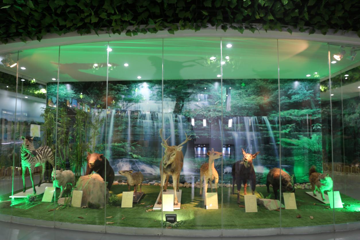 临朐县博物馆山旺古生物化石展厅-北京一彩空间工程技术有限公司